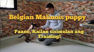 Belgian Malinois Puppy - Umpisa ng Training, Kailan? Paano?