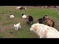 meeting the herd a docudrama mini series episode 3 of 4