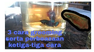 Flare and grooming Betta Imbellis .... Tips dan langkah menaikkan warna ikan laga kampung