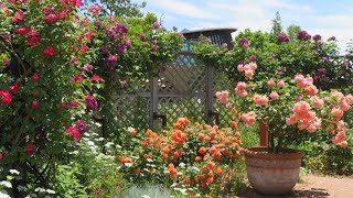 小さな窓の花ごよみ 1799 いくとぴあガーデン  初夏の薔薇と草花 後編 ♪バロック ハープ ♪