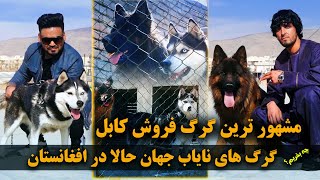 The world's rare pet dogs, now in Afghanistan / چی بخریم: سگ های نایاب جهان حالا در افغانستان