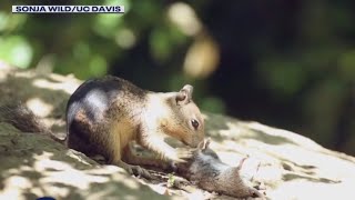 California squirrels show carnivorous behavior for the first time, study says