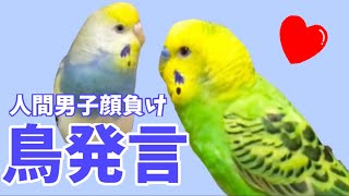 おしゃべりセキセイインコサァ、人間男子顔負けの一言を言い放つ！！もはや人間…