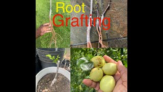 Jujube Bor Ber Root Grafting 2 and Results Jujube Ziziphus lotus Azufaifo Li Lang Sherwood Sugarcane