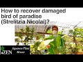 How to recover damaged bird of paradise, Strelitzia Nicolai?