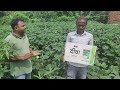 syngenta new hybrid okra variety diwa oh 51 सिंजेंटा भिंडी की बेहतरीन पैदावार देने वाली किस्म दीवा