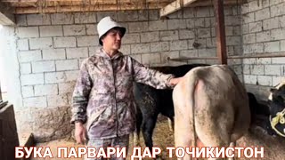 БУКА ПАРВАРИ ДАР ТОЧИКИСТОН 2024 г.