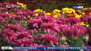 【兩岸】打卡兩岸│台灣年宵花市場：花卉爭奇鬥豔 業者推陳出新