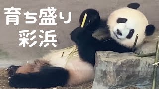 美味しい竹は櫓の上で社長食べ❤食欲旺盛 彩浜🐼アドベンチャーワールド giantpanda