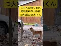 ご主人の帰りを尻尾を振りながら待つ柴犬　 柴犬のいる暮らし 柴犬のいる暮らし shibacoin 癒し動画 shorts ショート animal 狗狗 動物 犬 犬のいる暮らし