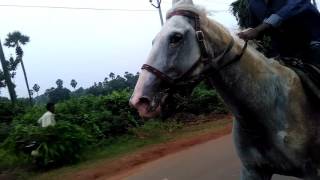 Kakinada horse ride by varma