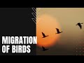 The Migration of Birds