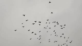 The hawk attacks pigeons. #FalconvsPigeon. Jastrząb atakuje gołębie.