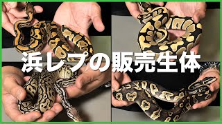 #6 【行くぜ浜レプ】ジャパンレプタイルズショーin横浜に連れて行く生体の紹介！