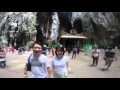 Monkeys in Malaysia's Batu Caves