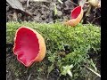 The Scarlet Elf Cup, Sarcoscypha coccinea. Edible Mushroom UK.