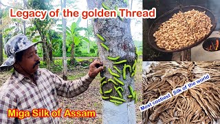 Saga of Muga Silk :Golden Thread of Assam : Sericulture : #mugasilk : #wildsilk