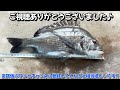 この『ヘチ釣り』で魚が釣れる理由がこちらです