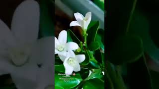 Monsoon Blooms 🌸 Fragrant Murraya Exotica Kamini #monsoon #blooms #nature #love #viral #shorts