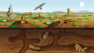 3rd Science 6.1 Changes Affect Living Things
