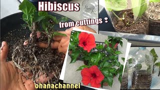 挿し木で増やす🌺ハイビスカス❕ペットボトルの簡単温室‼How to grow Hibiscus from Cuttings🌺