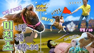 말이 무릎 높이..?!😲 미니말 친구🐴를 소개합니다! [KBS대/세/남 With Animals] / KBS 방송