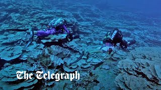 Enormous 'Twilight Zone' coral reef discovered off the coast of Tahiti