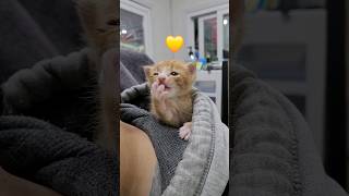 분유먹고 남집사 모자속에서 쉬는 치즈 #개냥이 #고양이애교 #cat