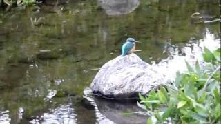 20120225カワセミ：あちこちと獲物を狙う kawasemi Kingfisher