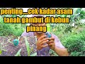 Cara mengecek keasaman tanah gambut II kebun pinang