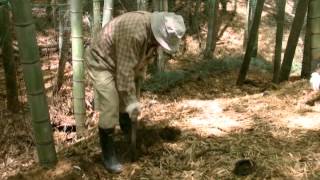 太市の筍を掘ってます