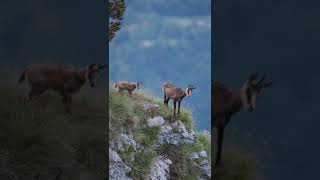 Tatra chamois #wildlife #animal #youtube #short #trending #viral #wildlife #wildphotography