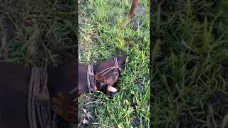 সাপের কামড়ে গরু মারা গেলো আড়াইহাজার নারানগঞ্চ Cow kill sanke