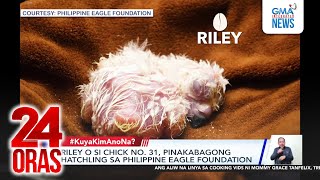 Riley o si chick no. 31, pinakabagong hatchling sa Philippine Eagle Foundation | 24 Oras