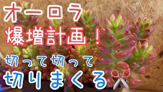 [多肉植物]オーロラを増やそうの回！カットからのまとめ植え！