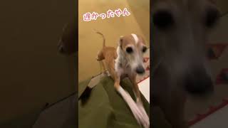 激しいおでむかえ【イタグレ ことぶき】warm welcome dog.  #shorts