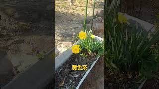 庭の花 スイセン2