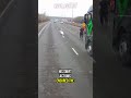 heroic driver saves swan