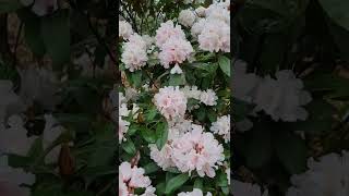 RHODODENDRON IS BLOOM  #shorts #rhododendron