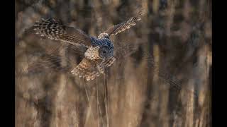 Ural Owl, Slaguggla