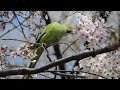 サクラを食いちぎるワカケホンセイインコ