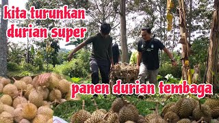 PETIK DURIAN TEMBAGA ISI KUNING/HASIL PANEN DURIAN SUPER GENJAH HARI INI..