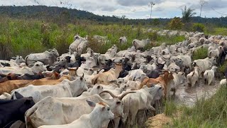 REMOVING 300 HEADS OF CATTLE FOR FATTENING😱