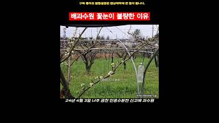 배과수원 꽃눈이 불량한 이유