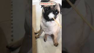 食いついたパグ【パグ犬BuBu】