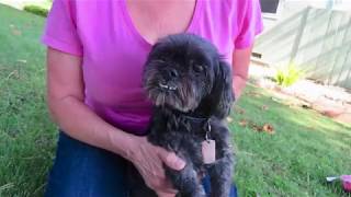 Adopt King! Sweet Shih Tzu 9 yr.