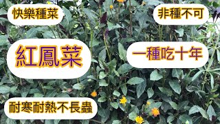 105 【種菜】紅鳳菜耐寒耐熱 不長蟲 您也試試看吧！