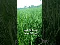 padi sl 8 shs umur 36 hari setelah tanam#shorts🌾🌾