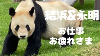 定時帰宅の結浜＆お散歩でプチ残業の永明さん🐼ほっこり帰宅タイム❤アドベンチャーワールド giantpanda