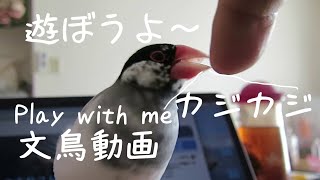 クッ！クッ！遊んで欲しいと訴える桜文鳥ちゅん太　文鳥動画